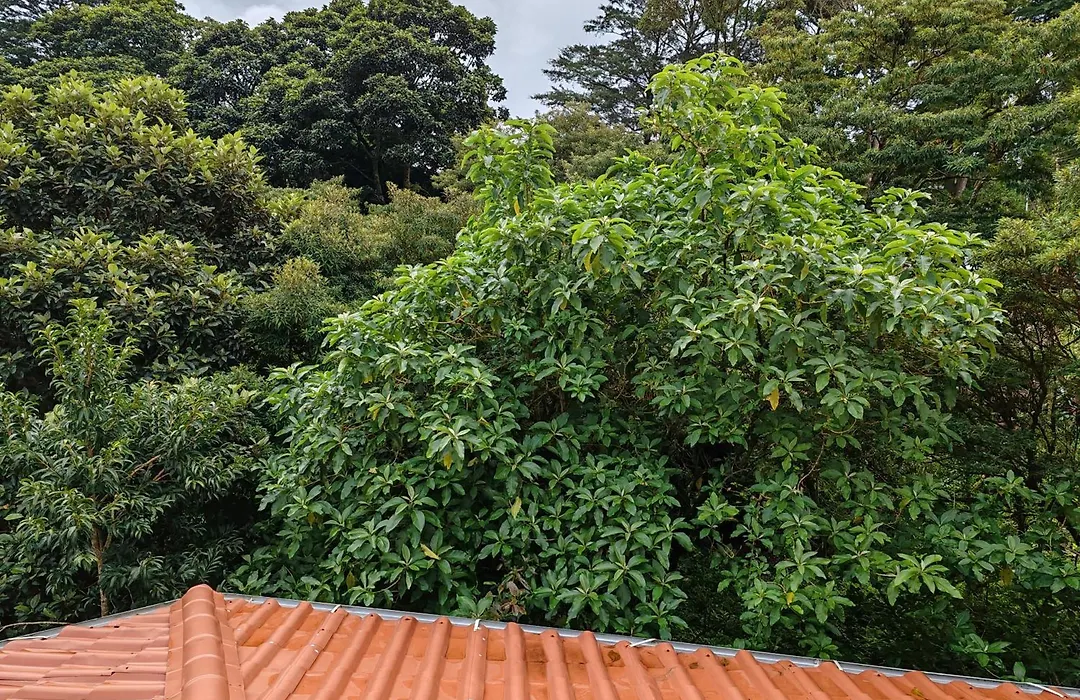 Mi Casa Su Casa Monteverde-1